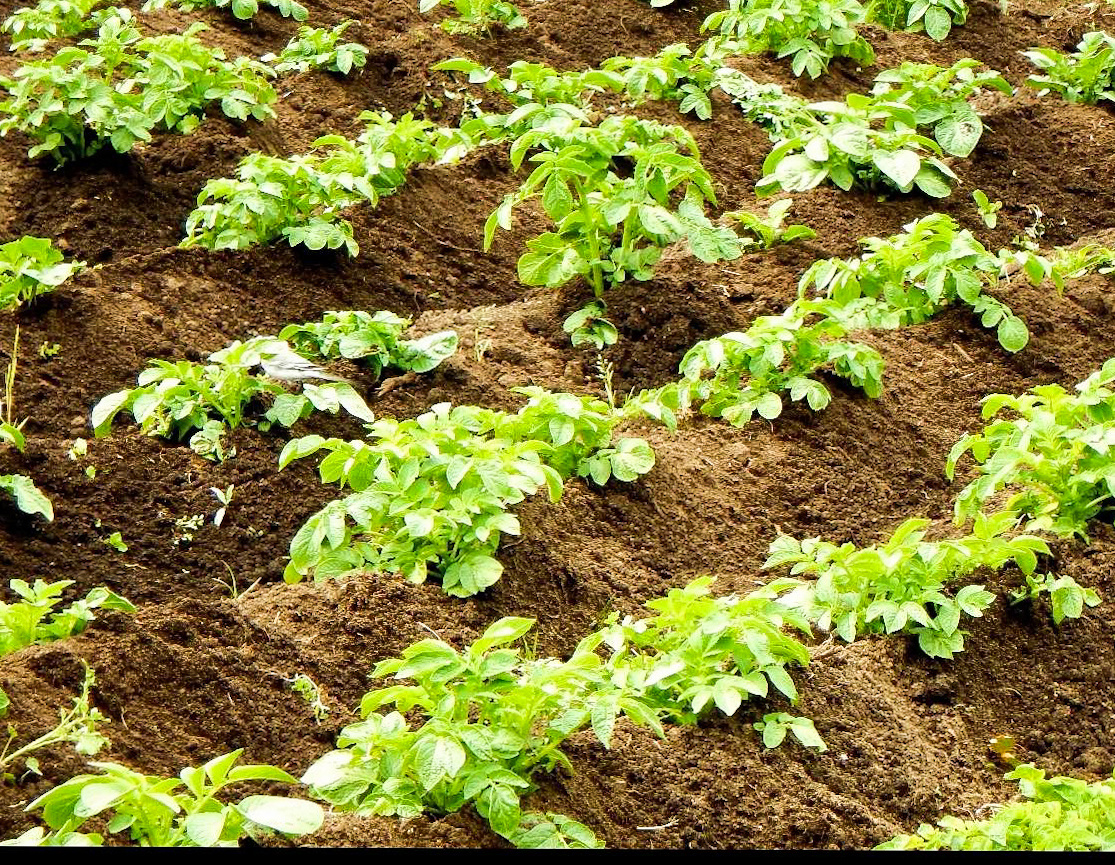 Ботва картофеля