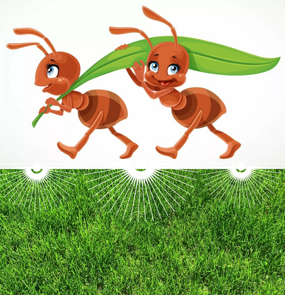 Как избавиться от муравьев в теплице