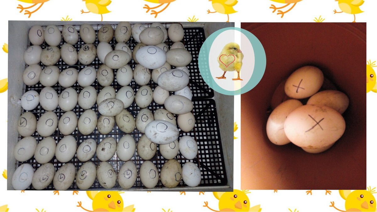 Мой непростой выход из положения, когда инкубатор переполнен. Сама же столько и заложила! Знала, на что иду))