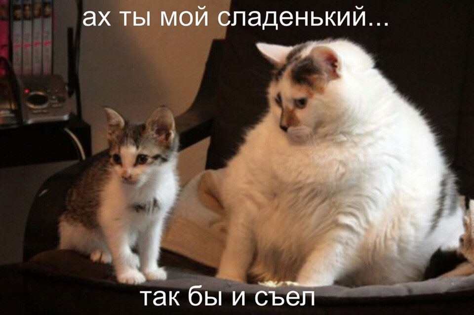 Фотография взята с сайта foto-cat.ru