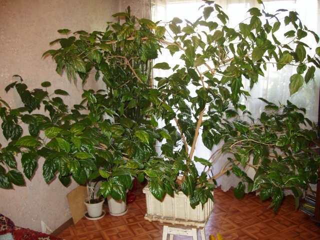 Гибискус Китайский