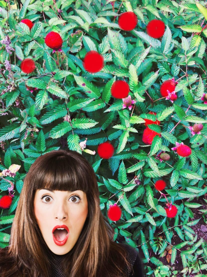 Ее второе название, более известное, Тибетская малина. Даже самый ленивый сможет вырастить эту ягодку, если будет придерживаться легких правил.  Я с радостью поделюсь  с вами "рецептом успеха"