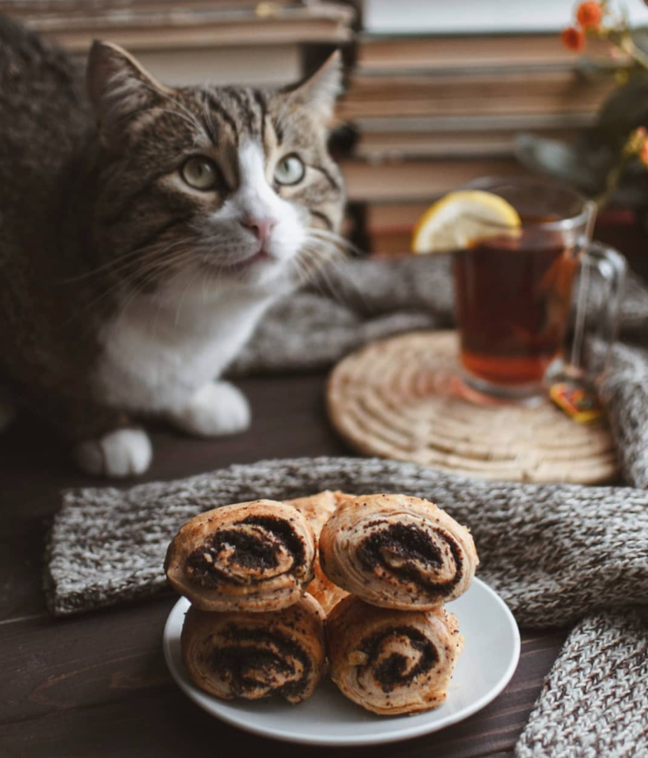 Кот с печеньками