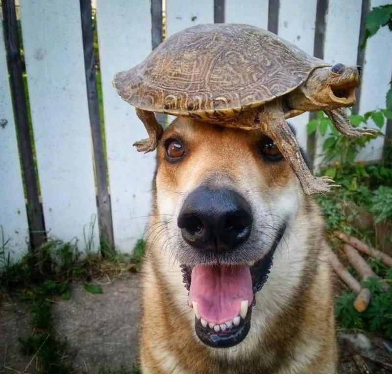 Фото из открытых источников Яндекс. Картинки