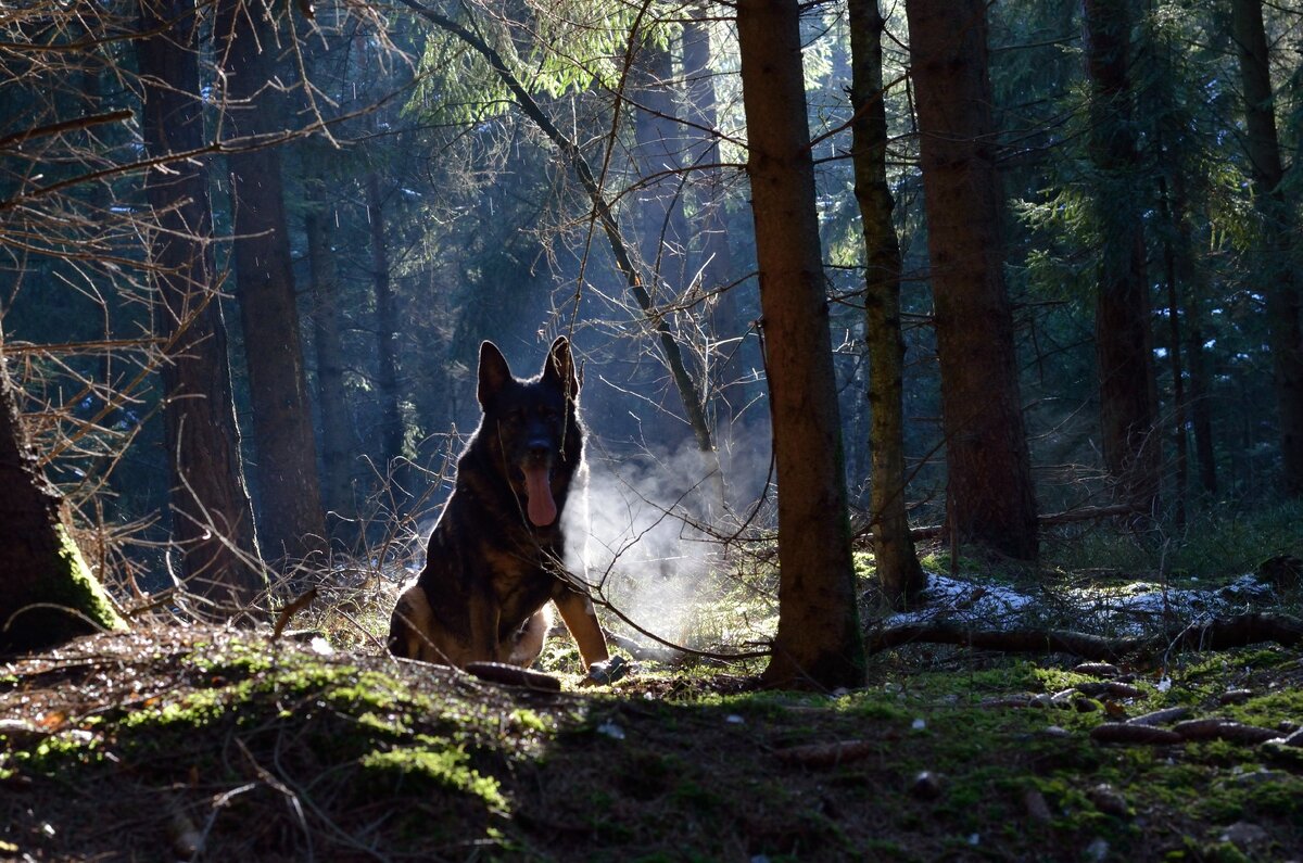 Фото: Goodfon.ru