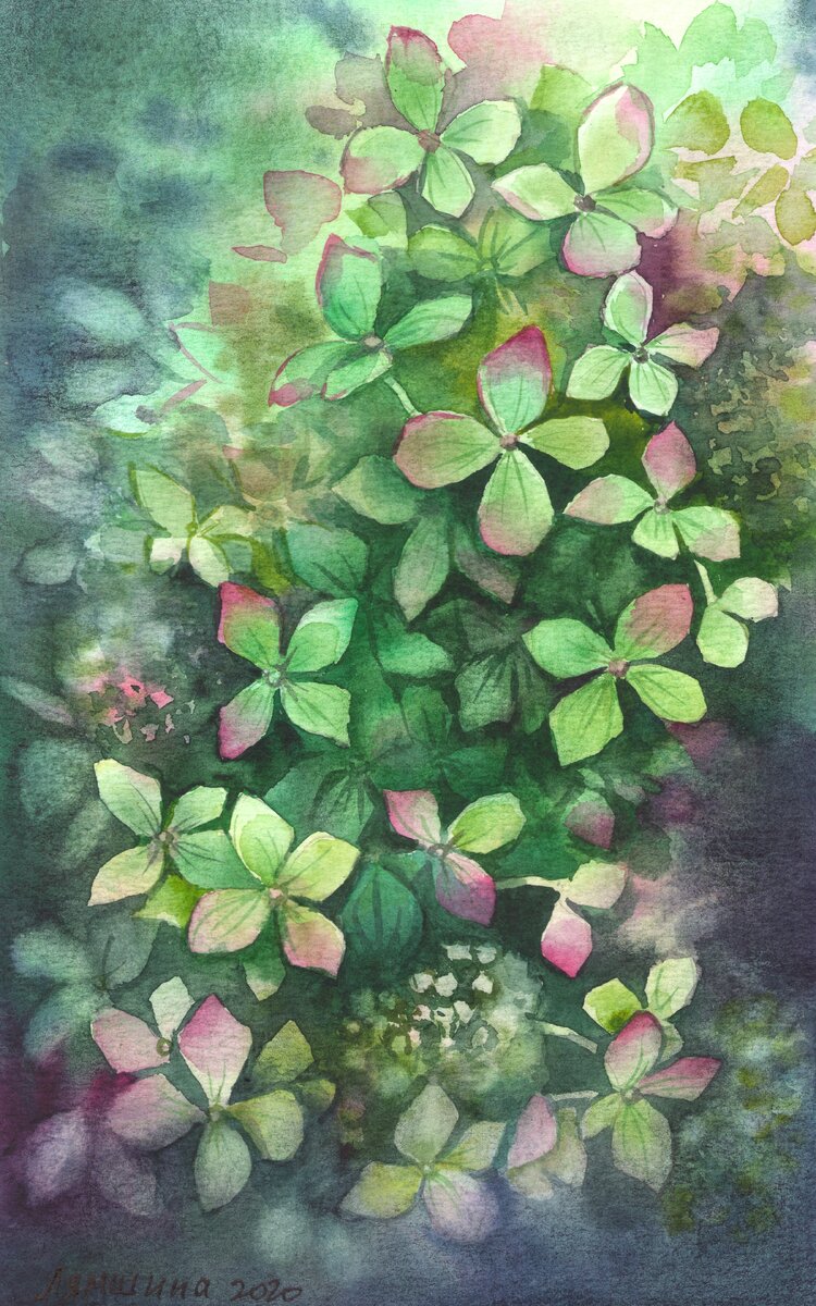 Зелёная гортензия. Вариант 2.