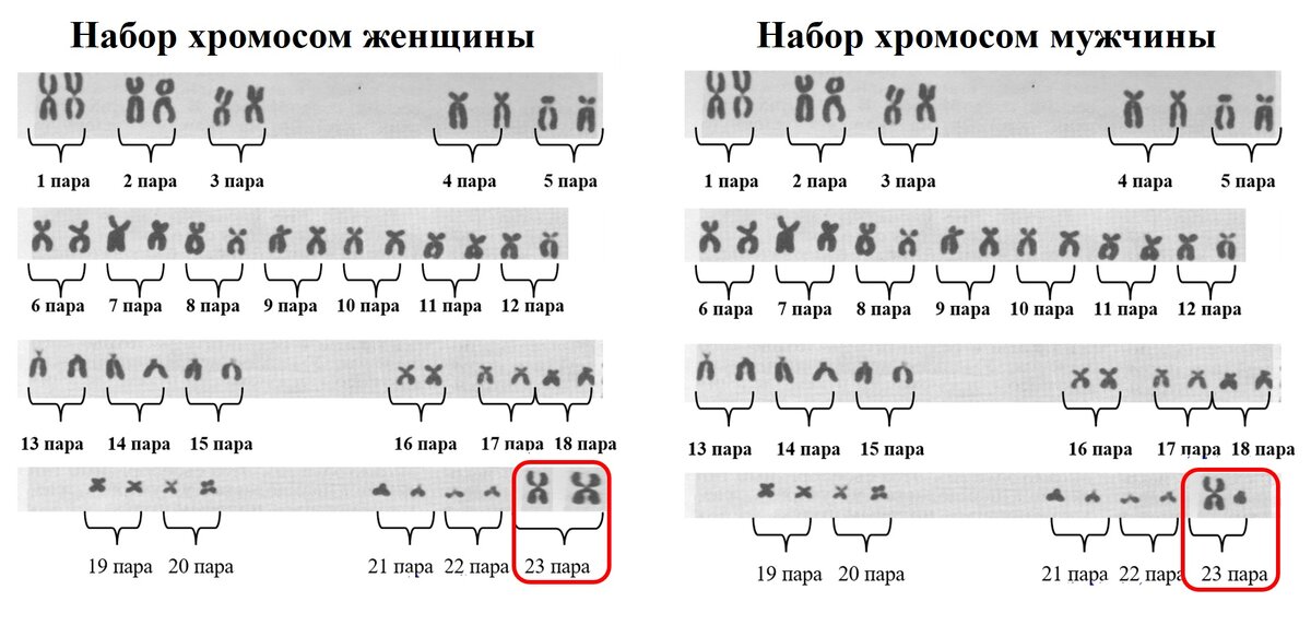 Источник фото: Свенсон К., Уэбстер П. Клетка. – М.: Мир, 1980.