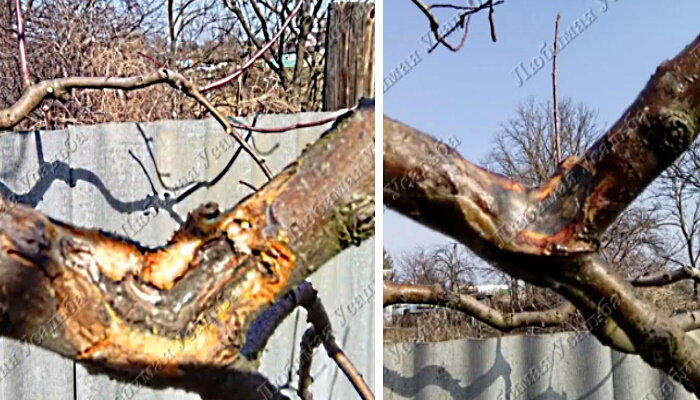 Как правильно обработать рану на дереве осенью