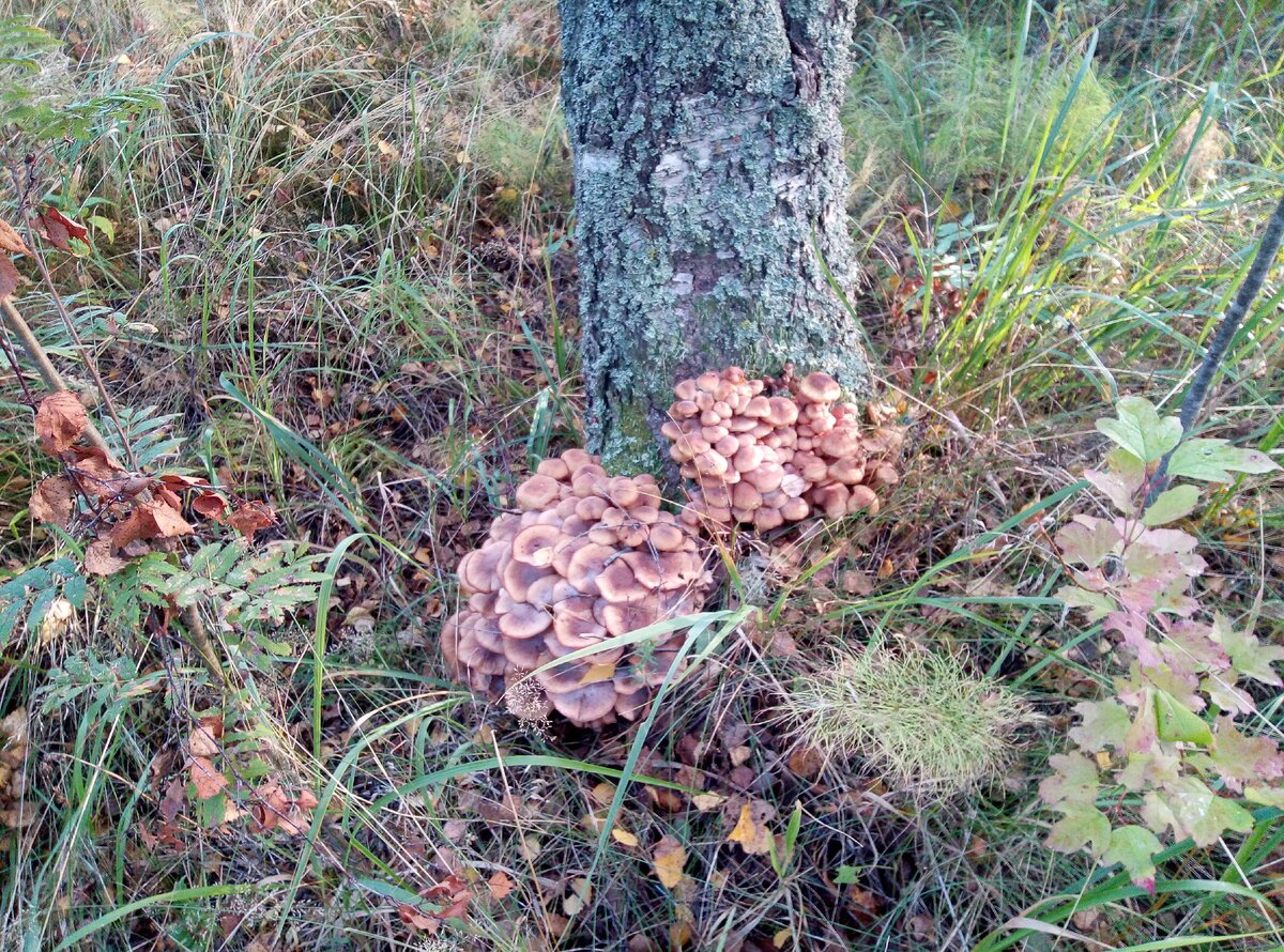 Да, тех что на плантации не хватило, собрал с пня-донора плантации