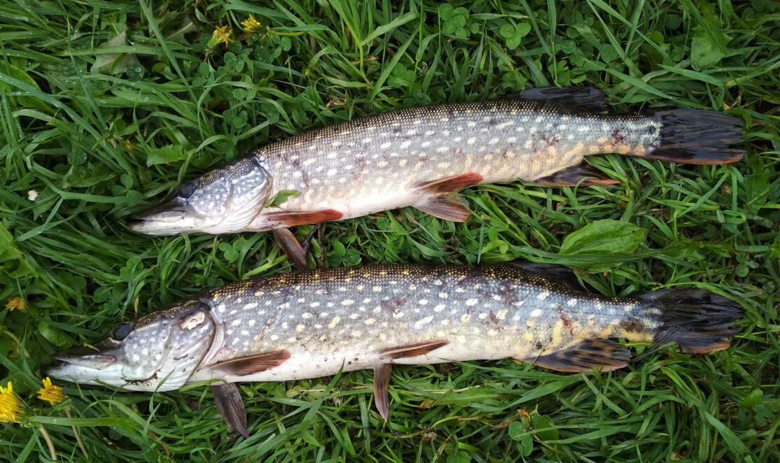 Котлеты из щуки