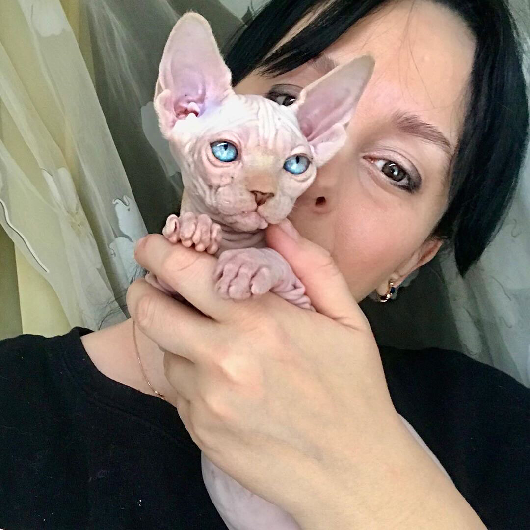 Беременные сфинксы кошки
