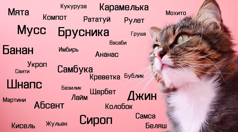 Кличка для умного кота мальчика и девочки: крутых и красивых имён на год