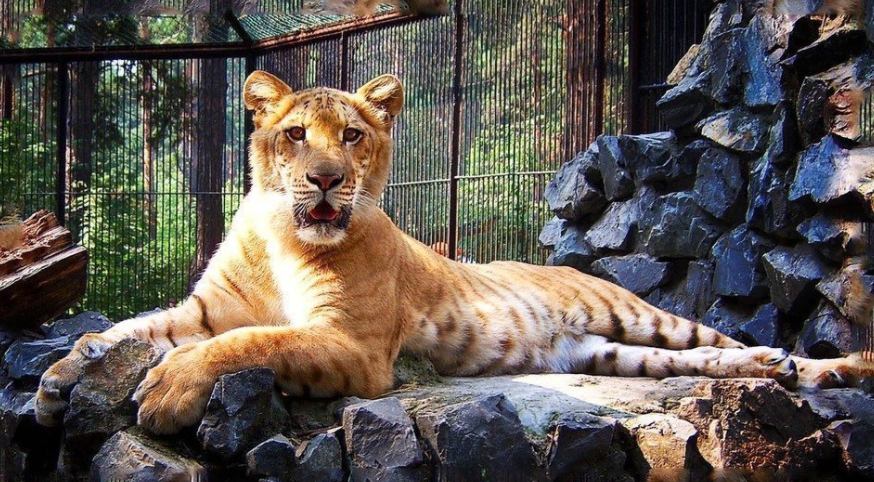 Зоопарк в Новосибирске, Россия