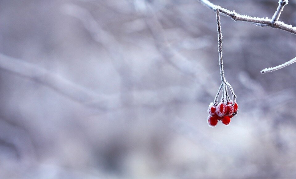 источник фото: pixabay.com