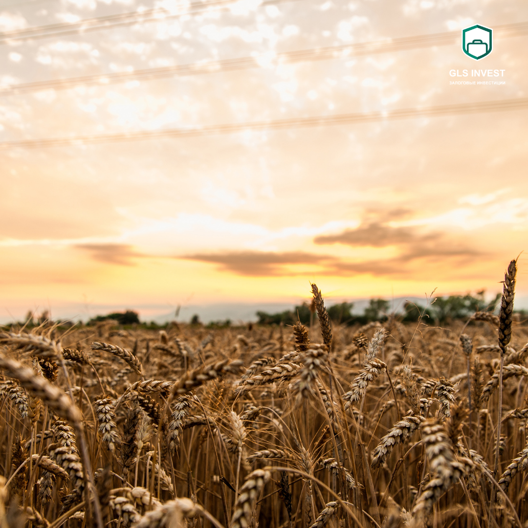 Фото из открытых источников: Canva