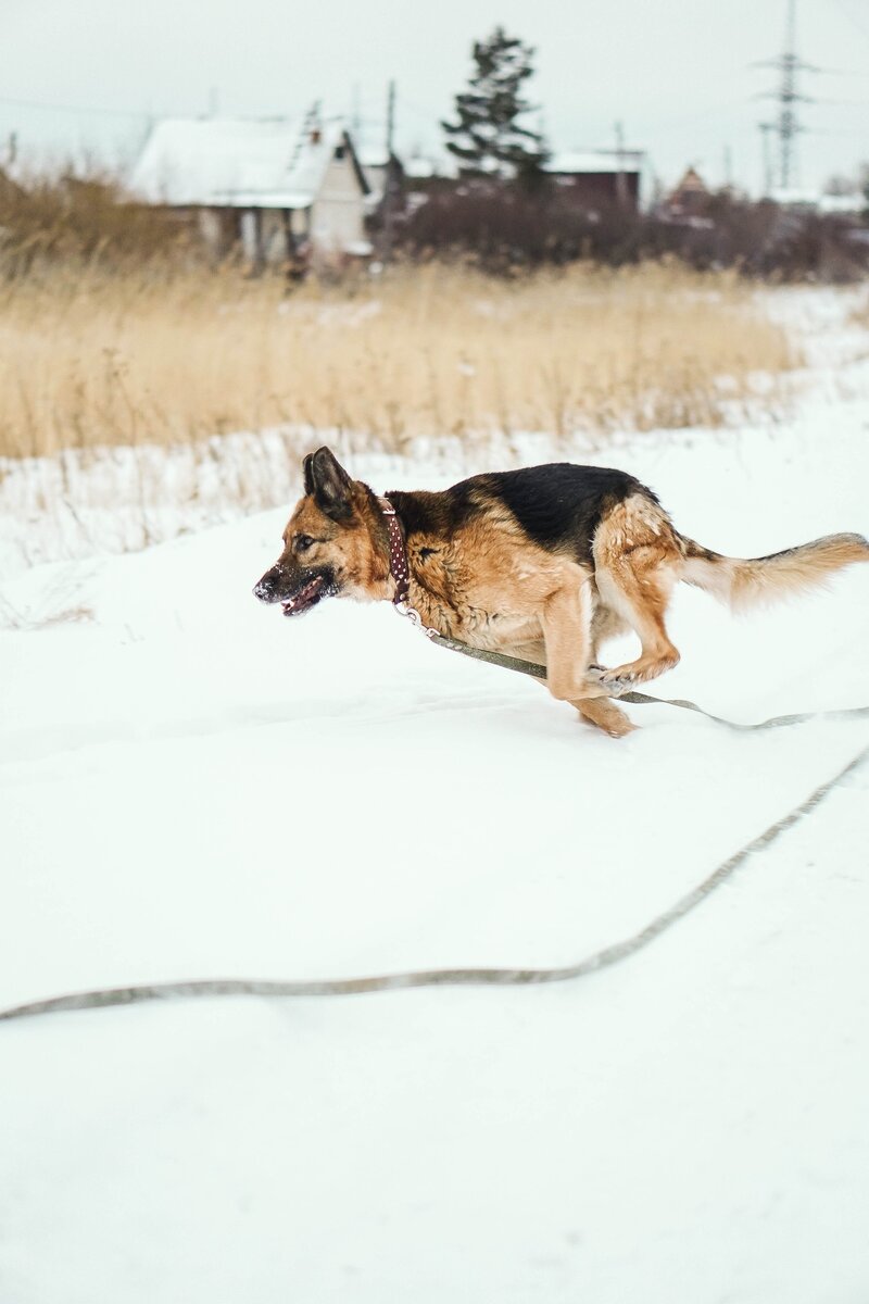 Это наш Грей. Фото взято для обложки статьи.