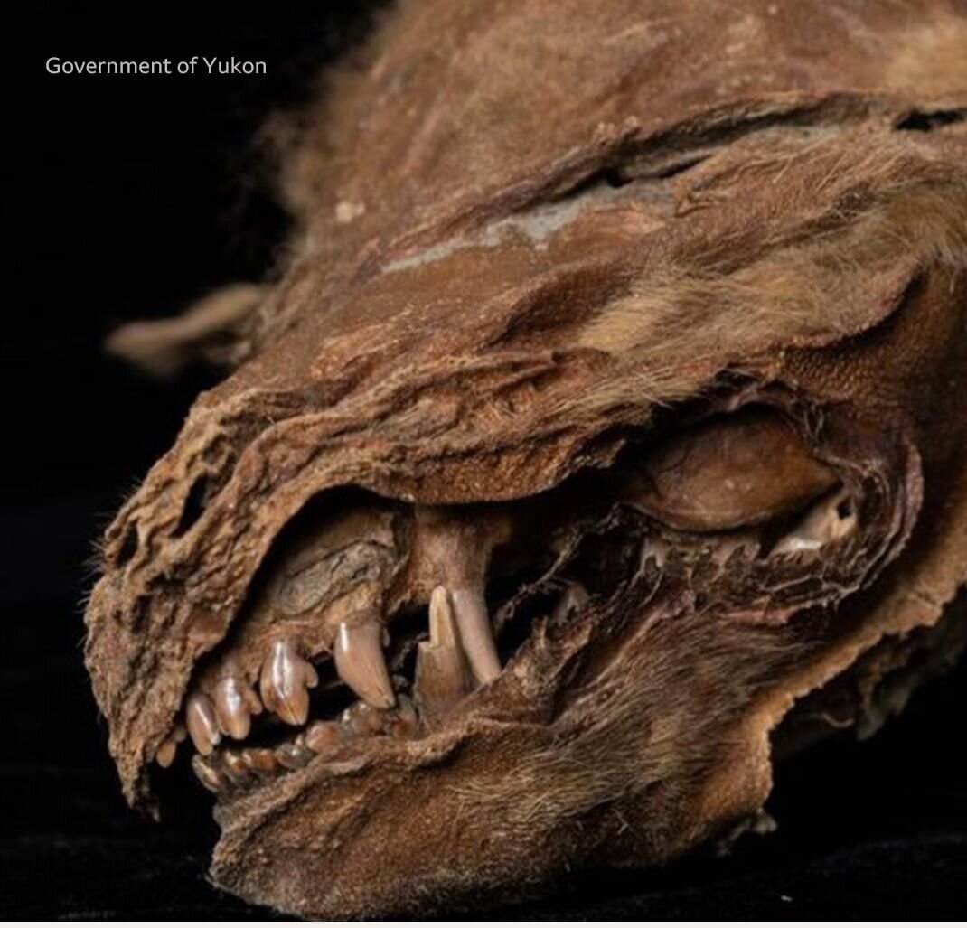 Мумия волчонка-самки возрастом 56 т.л.