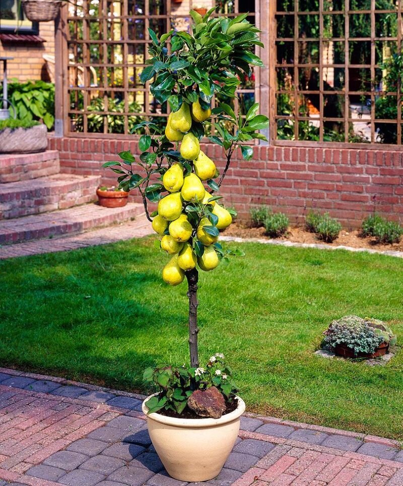 Выращивание колоновидной груши (Фото с www.pinterest.ph)