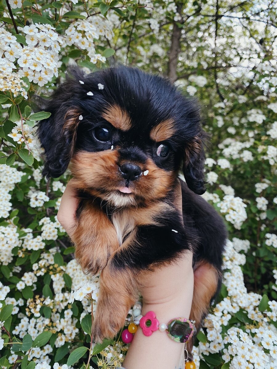 Тут ему 3 месяца 