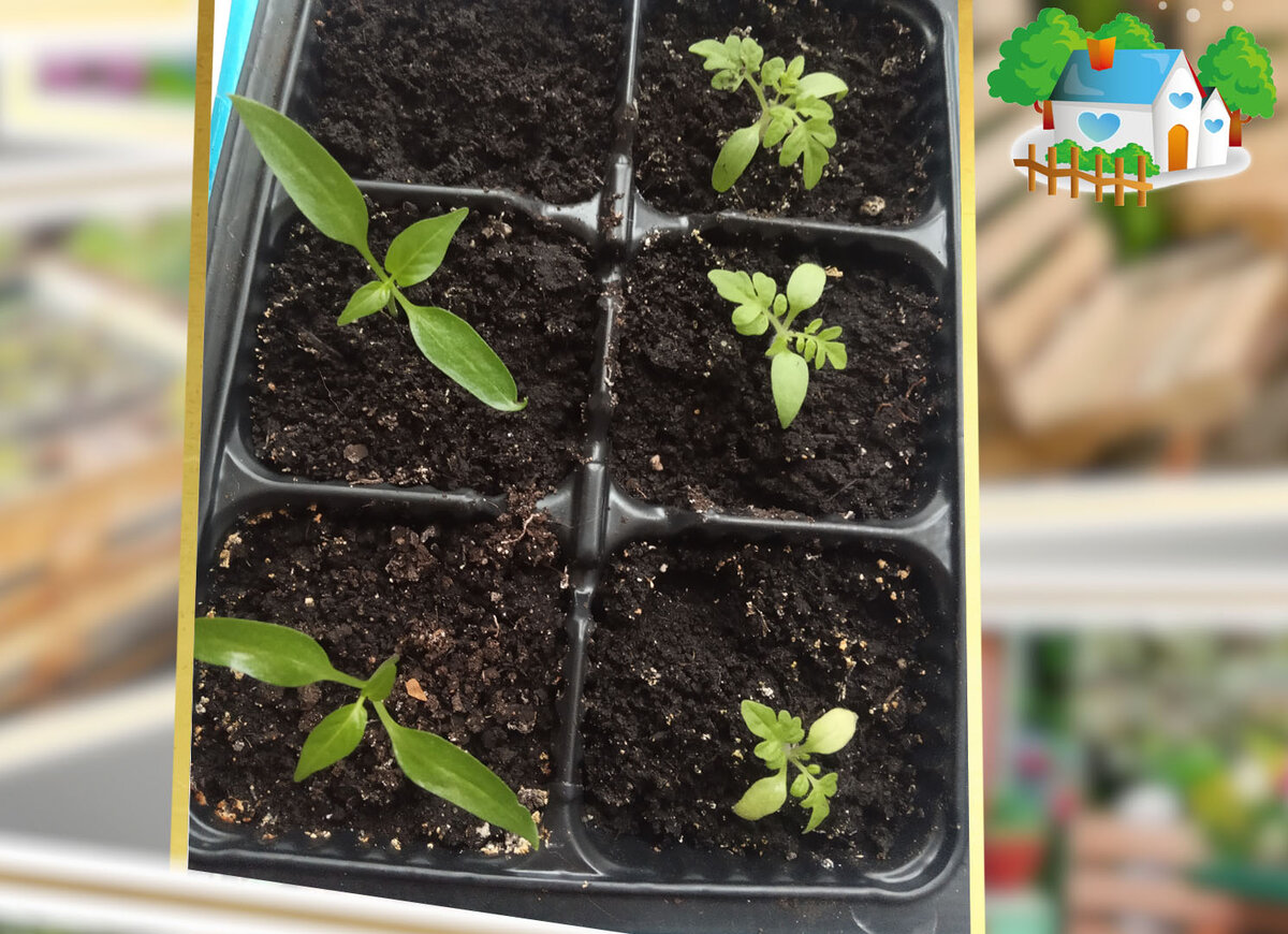   Рассада низк­­­­­орослых томаты и перцев