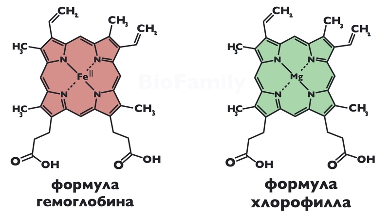 Электрон молекулы хлорофилла