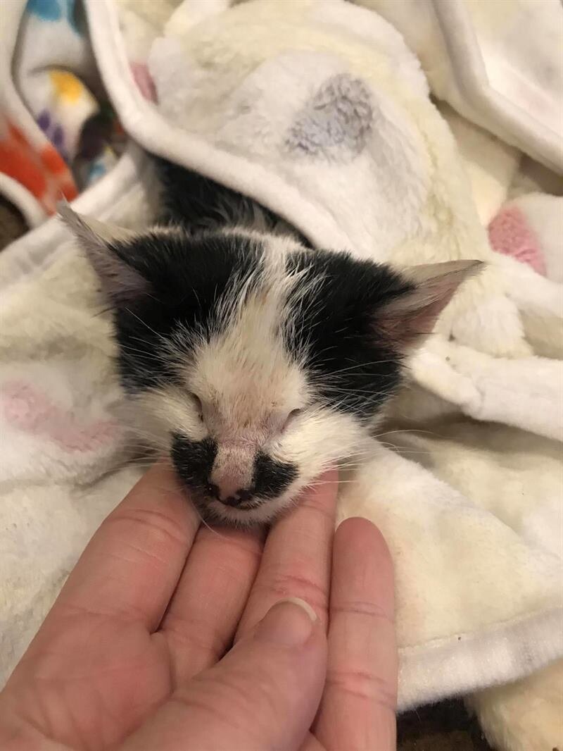 Мелвин. Источник фото: https://prostolike.net/animals/zhenshhina-sluchajno-uslyshala-krik-slepogo-kotyonka-v-priyute-i-prosto-ne-smogla-ujti-ottuda-bez-nego.html