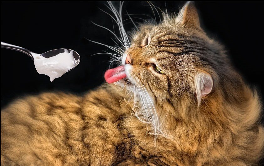 Кот Бонифаций, самый вкусный кот