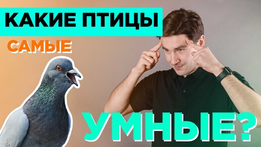 Умные птицы.