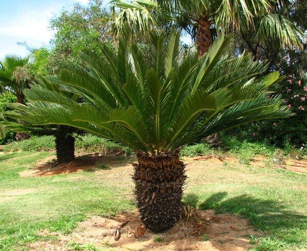 Не отведать ли нам пальмы? Фото: из открытых Интернет-источников