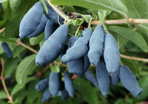 Жимолость "Сильгинка". Фото из свободных источников