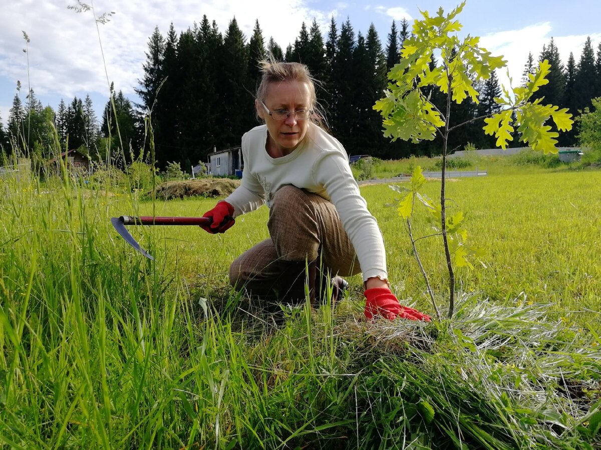 Косим траву ручной косой и складываем пучками под растение. Не требует бензина.