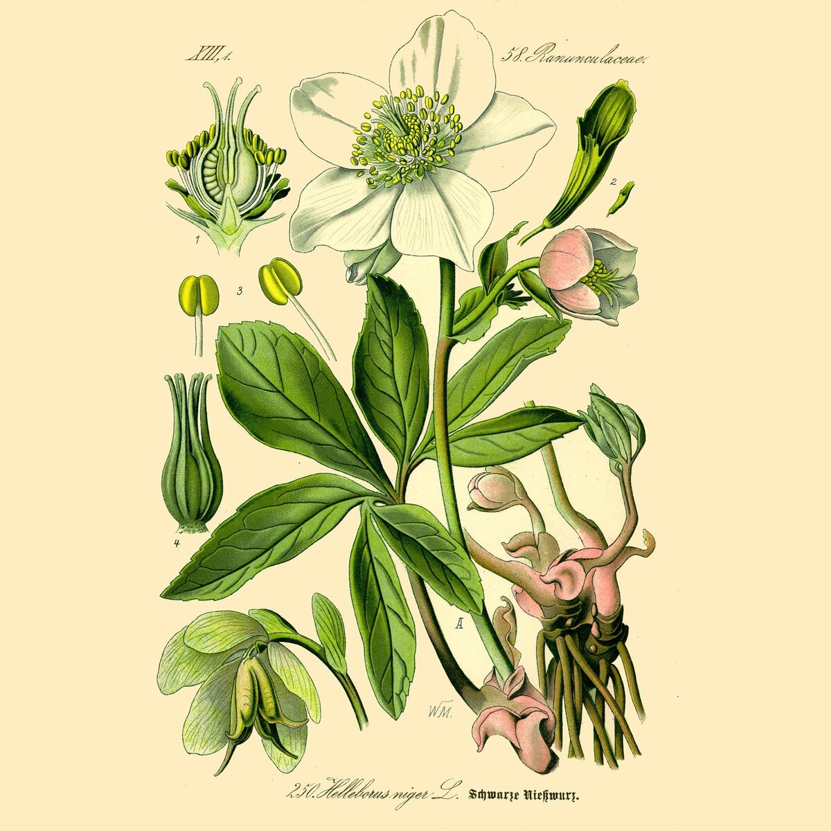 Морозник (Helleborus). Источник: wikimedia.org