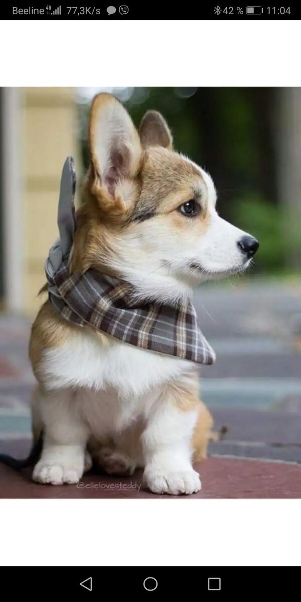 Корги. Щенок. 