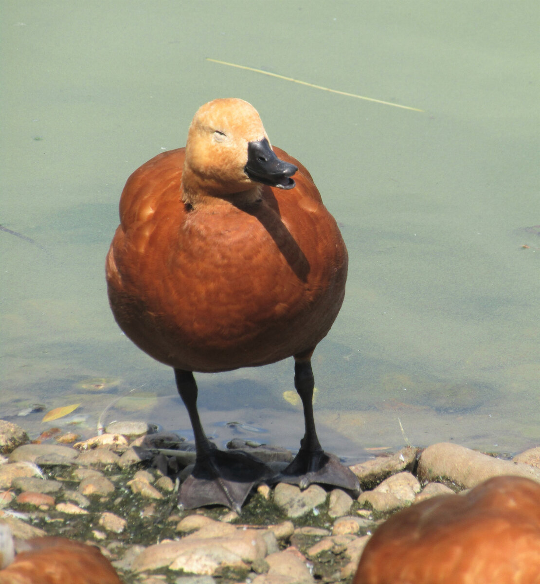 А это – огарь (красная утка). Их на зоопарковых прудах подавляющее большинство 