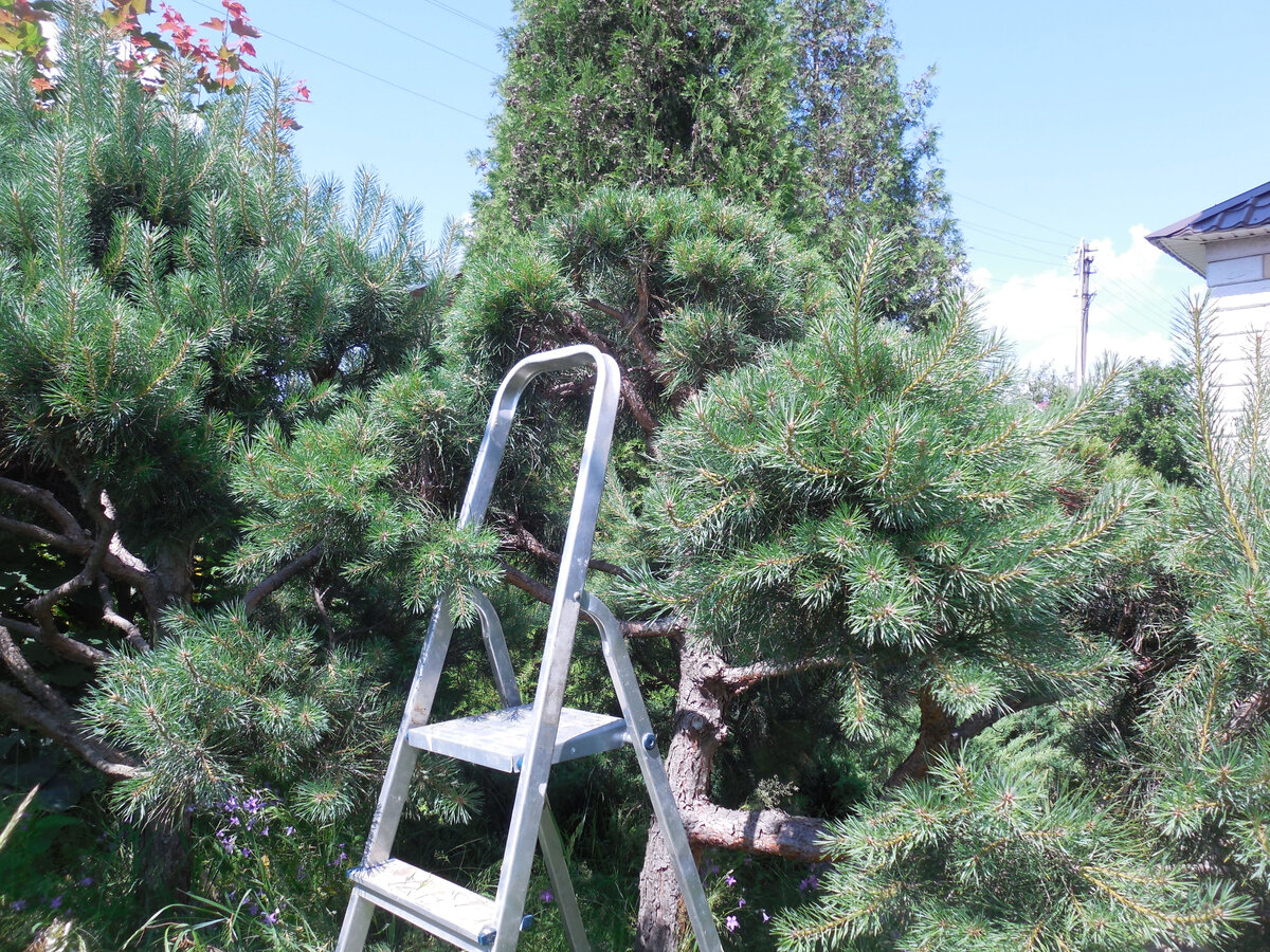 Пауза. Одна сосна почти подстрижена (её высота 2,5 м), вторая (3 м) ждёт