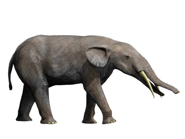 By Nobu Tamura email:nobu.tamura@yahoo.com http://spinops.blogspot.com/ - File:Gomphotherium NT small.jpg, CC BY-SA 4.0, https://commons.wikimedia.org/w/index.php?curid=93426227