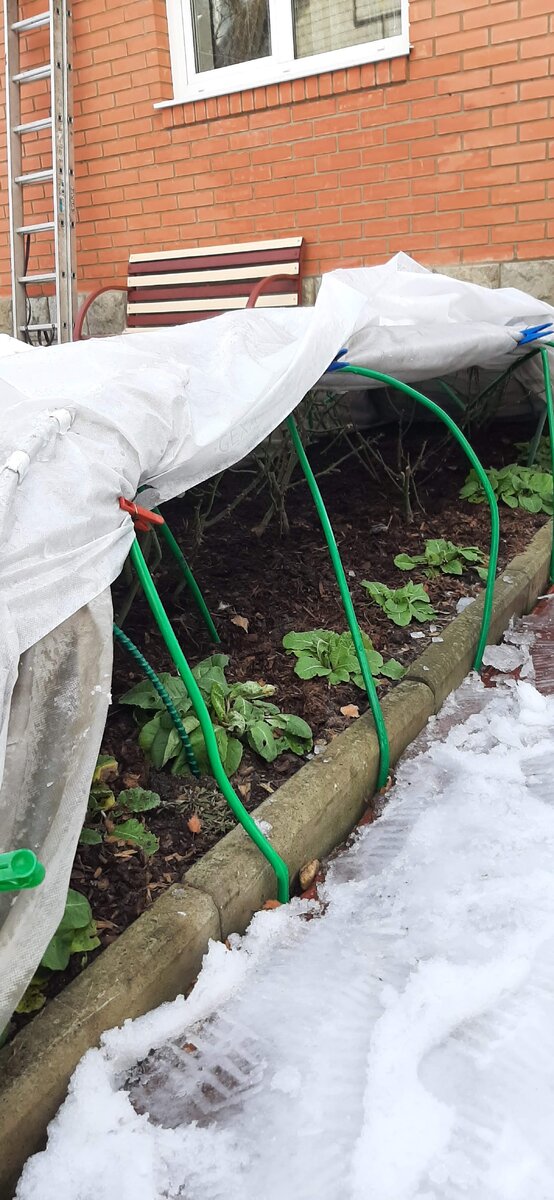 Укрытие роз сломалось под снегом – как исправить поломку и спасти растение?