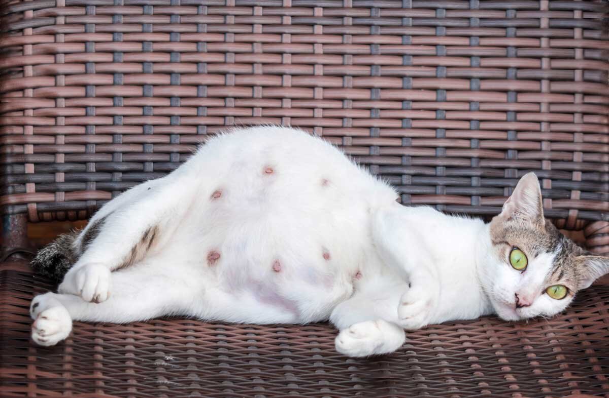 Беременность у кошек: сколько длится, как проходят роды | Royal Canin