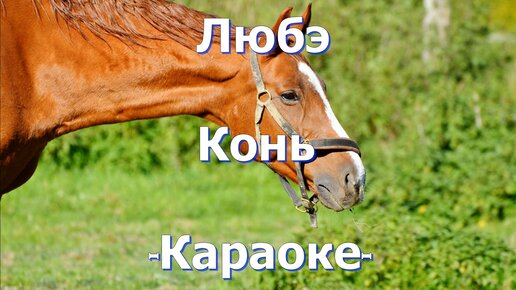 Слушать коня выйду. Конь караоке. С конём по полю идём караоке. Конь Любэ караоке. Караоке выйду ночью в поле с конем караоке.