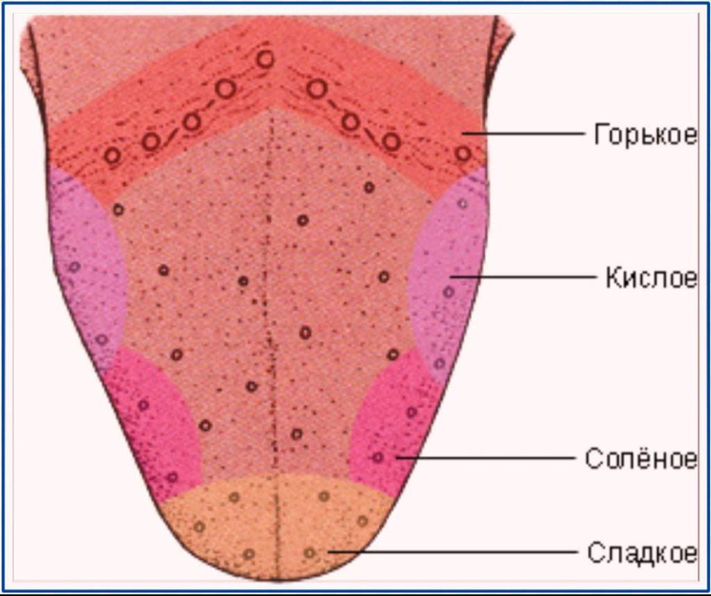 Какие части языка отвечают за вкус. Вкусовые рецепторы на языке человека. Рецепторы языка схема вкусовые рецепторы. Вкусовые зоны языка. Вкусовые рецепторы на языке схема.