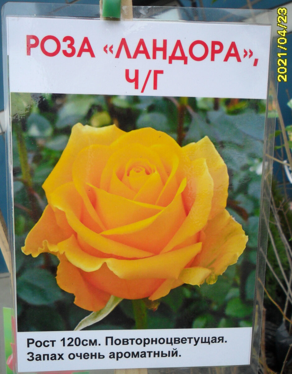 "Ландора" 2021 года