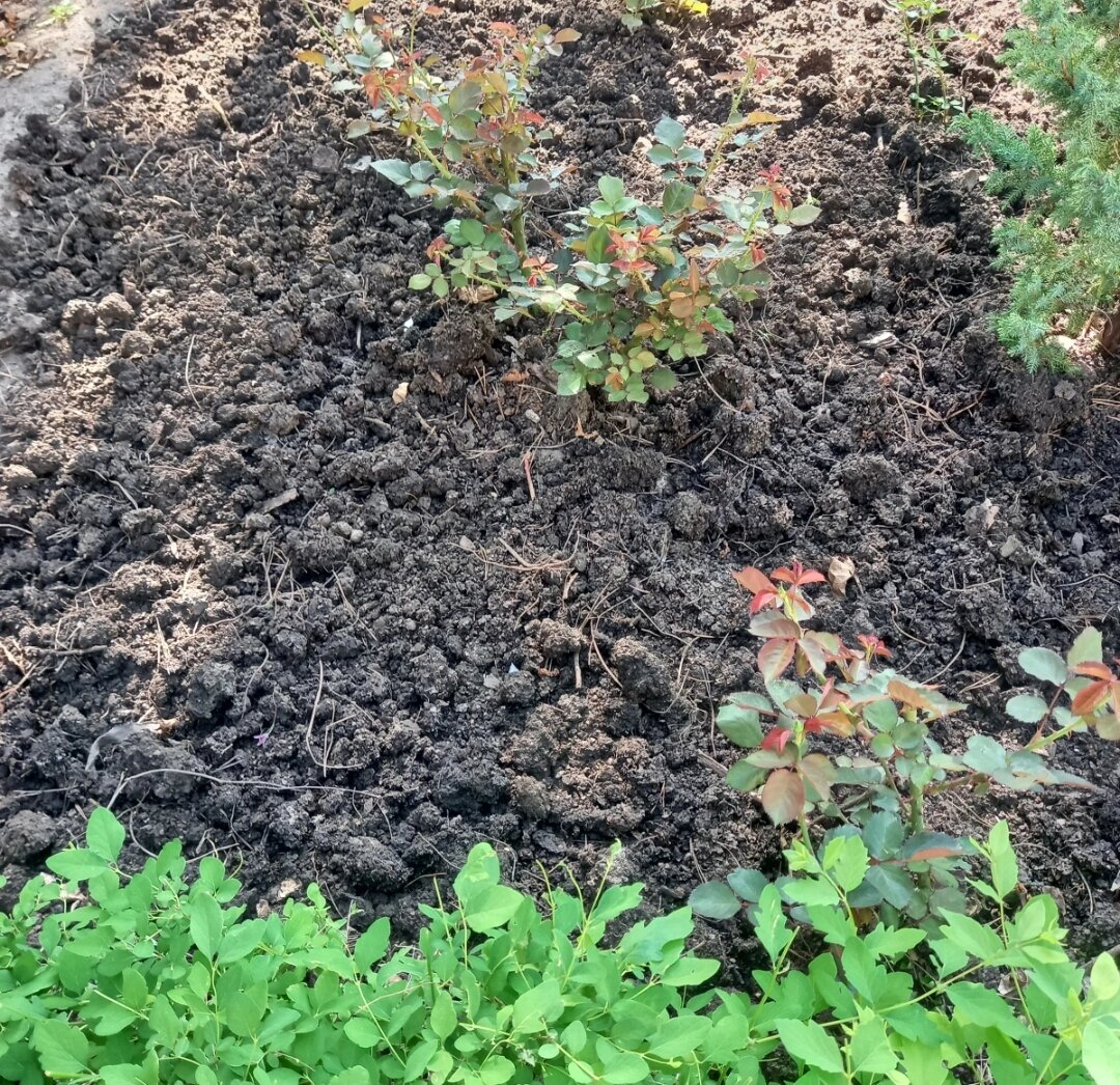 Кусочек моего розария