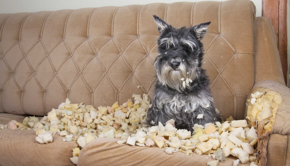 Редко когда все эти разные признаки присутствуют одновременно: все зависит от каждого животного и сложившейся ситуации.