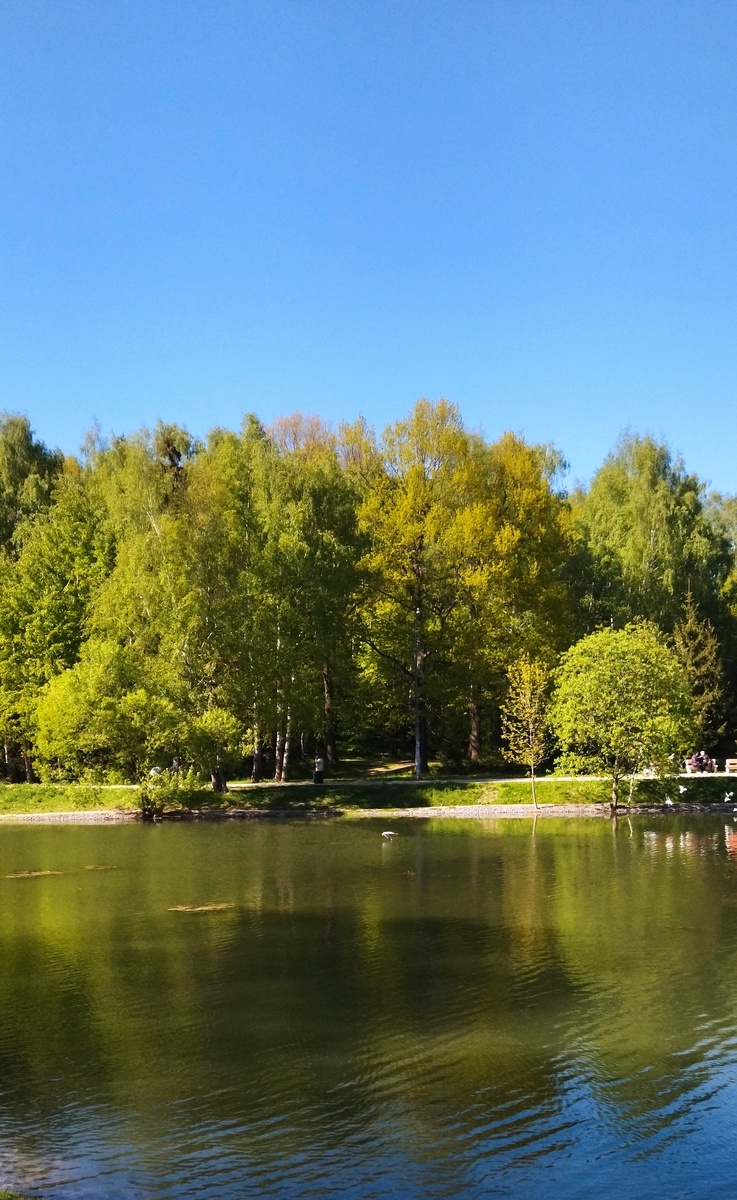 Верхний Лианозовский пруд. Прогулка моя. Фото моë. 