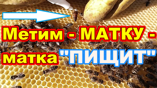 Метим МАТКУ ! Матка убегает и Пищит ! Как сеет молодая матка пчёл !Как пометить пчелиную матку ! Метим пчеломатку в первый раз !