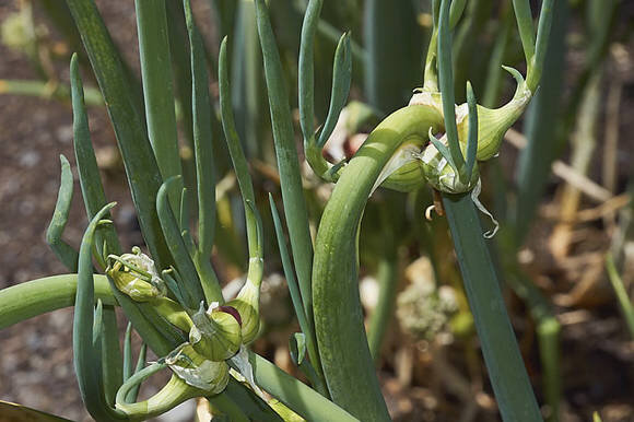 Лук многоярусный
