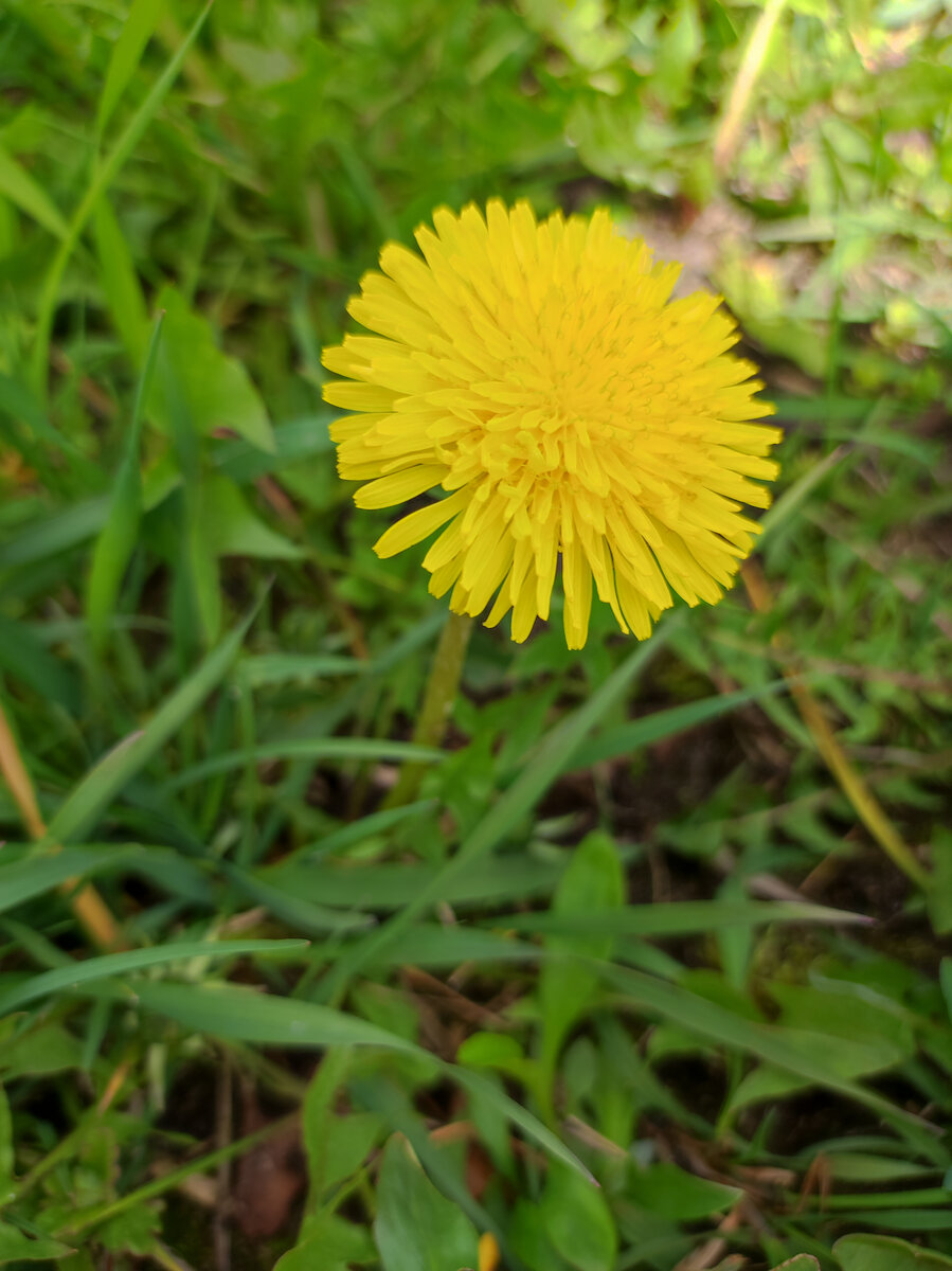 Фото автора, май 2022 г., Московская область