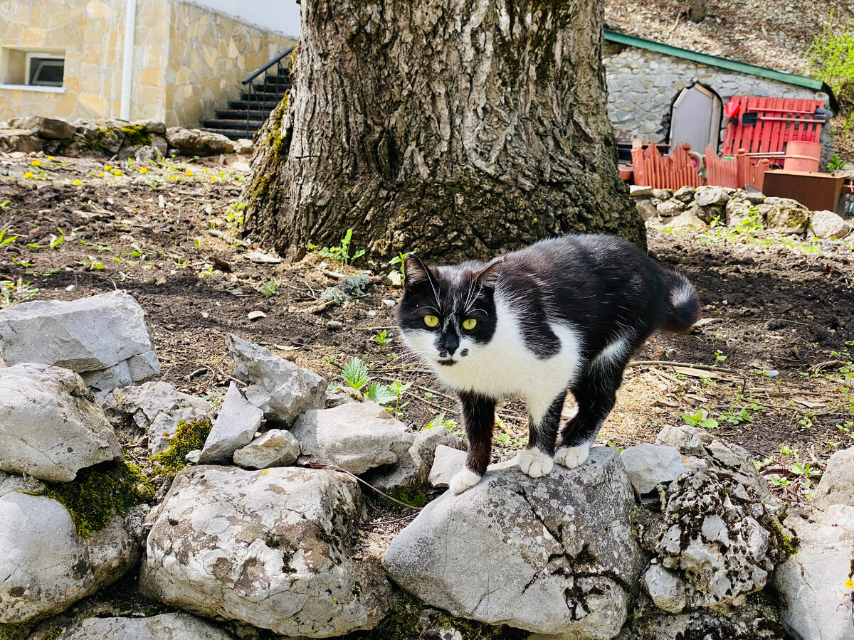 Крымский котик знает, когда отдыхать в Крыму