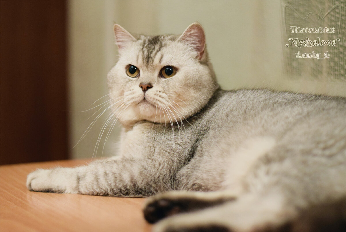 Это котик Ёффи (по документам Myshelove Effect), и он потихоньку ищет своих людей :)