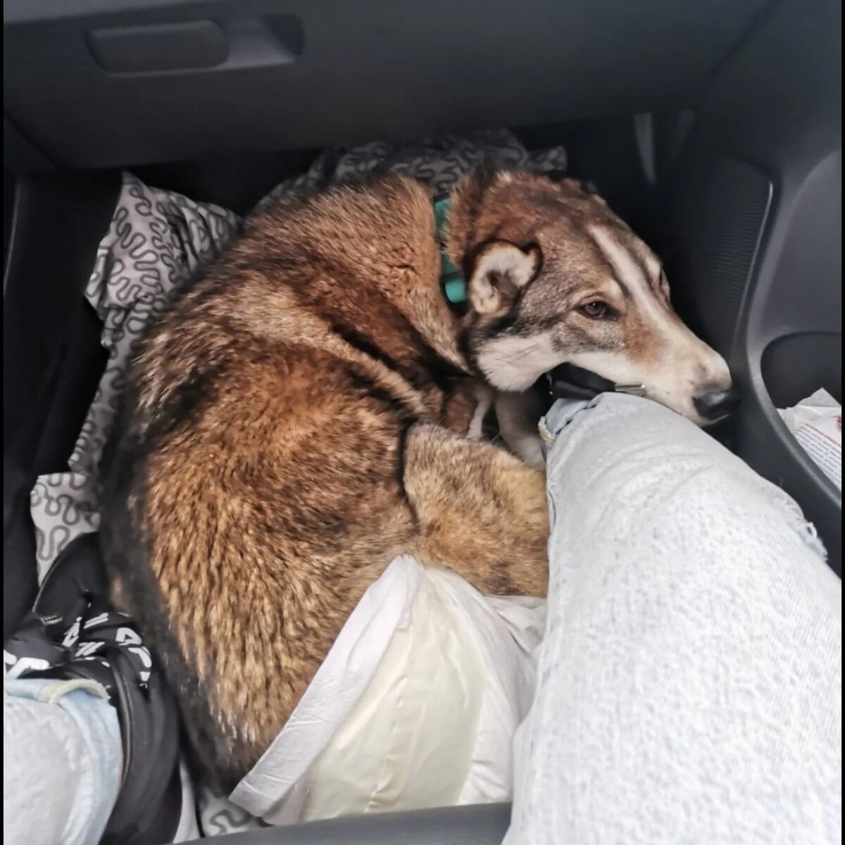 Везем Вегу на передержку